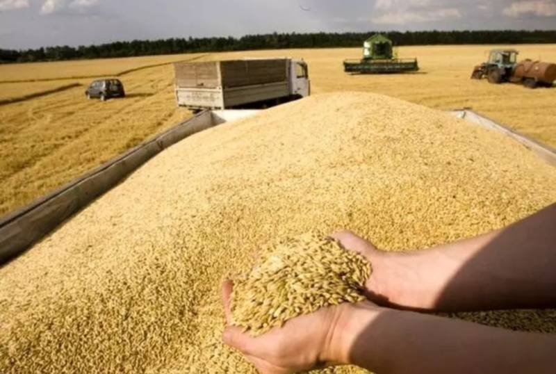 هزار تن گندم از اراضی و مزارع استان بوشهر برداشت شد