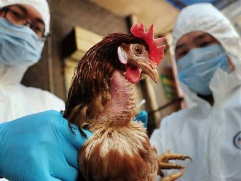 انجام بیش از 36 میلیون نوبت واکسیناسیون طیور صنعتی از ابتدای سال تا کنون
