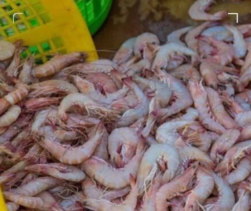 کاهش ۱۳ درصدی صید میگو در استان بوشهر