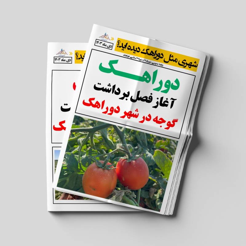 آغاز فصل برداشت گوجه فرنگی مرغوب در شهر دوراهک